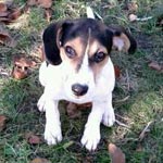 Picture of a dog